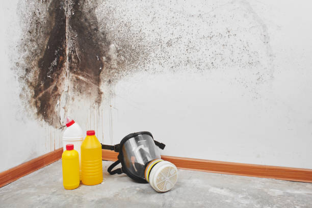Best Emergency Mold Remediation in Logan, NM