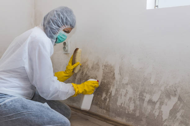 Professional Mold Remediation in Logan, NM