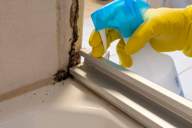 Best Localized Mold Remediation (e.g., coastal areas, humid climates) in Logan, NM