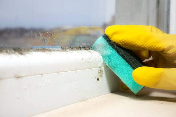 Trusted Logan, NM Mold Remediation Experts