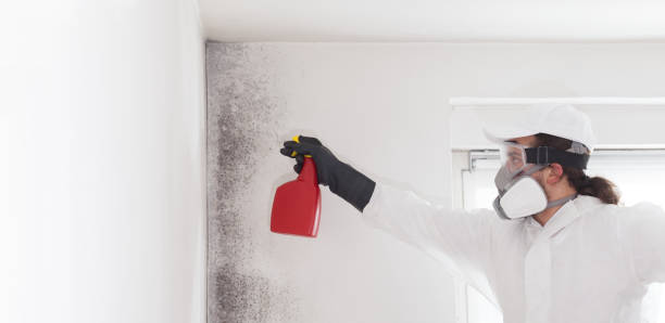 Best DIY Mold Remediation Support Services in Logan, NM