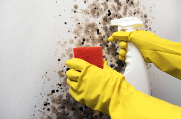 Best Attic Mold Remediation in Logan, NM