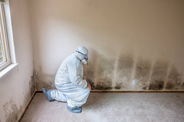 Best HVAC Mold Remediation in Logan, NM