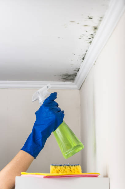 Best Mold Remediation for Specific Building Types in Logan, NM