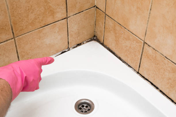 Best Mold Testing and Inspection Services in Logan, NM